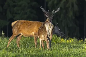 One male Altai maral