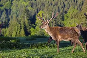 One male Altai maral