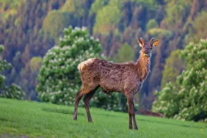 One male Altai maral