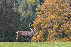 One male Altai maral, Altai wapiti or Altai elk (Cervus canadensis sibiricus) walks on a meadow