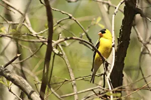 A male American Goldfinch perched on the branch of a birch tree in spring in Winnipeg