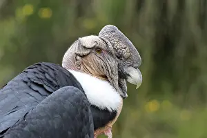 A male Andean Condor at an outdoor bird sanctuary near Otavalo