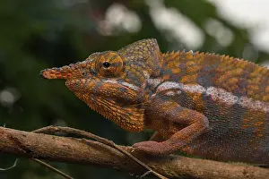 Male Angels chameleon (Furcifer angeli)