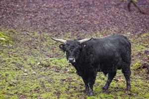 A male aurochs or urus or ure (Bos primigenius)