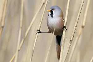 Male bearded reedling (Panurus biarmicus) between reeds
