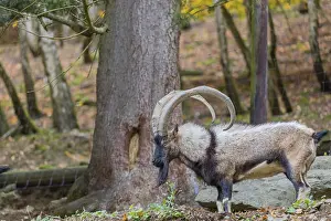 One male bezoar ibex (Capra aegagrus aegagrus) stands at a forest edge on hilly ground