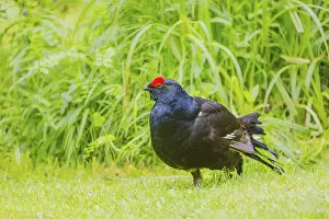 A male Black Grouse (Tetrao tetrix) during courtship display