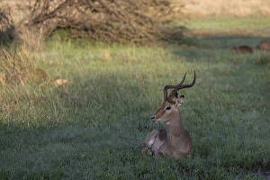 Male black heeler antelope or impala lying in the grass (Aepyceros melampus) Qwabi Private Game Reserve, Biosphere Reserve, Limpopo, South Africa, Africa