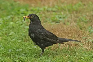 Male blackbird with food in beak looking left in green grass