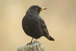 Male blackbird (Turdus merula) in Bad Schoenborn