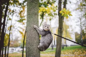 Male cat domestic gray wool stripes young good shape