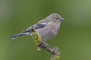 A male chaffinch (Fringilla coelebs) that hatched a few weeks ago