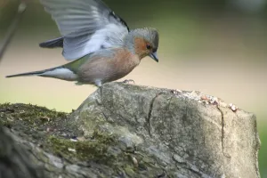 Male chaffinch landing on a tree stump