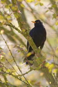 Male common blackbird (Turdus merula) on tree branch in spring sunlight