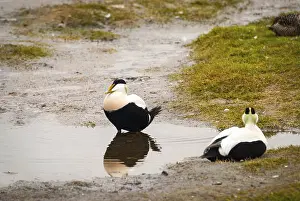 Two male common eider birds by the pond in Svalbard