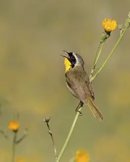 A male Common Yellowthroat, Geothlypis trichas