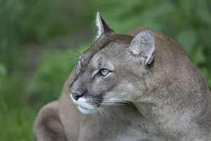 One male cougar, Puma concolor