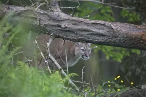 One male cougar, Puma concolor