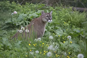 One male cougar, Puma concolor