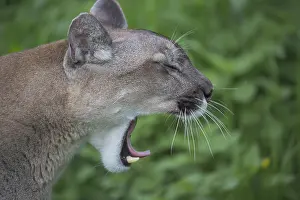 One male cougar, Puma concolor