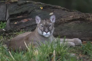 One male cougar, Puma concolor