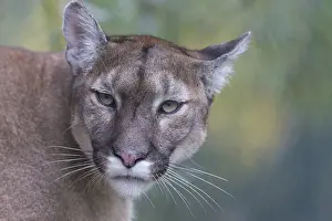 One male cougar, Puma concolor, frontal portrait