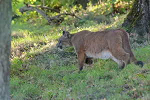 A male cougar (Puma concolor) runs through tall grass in a forest