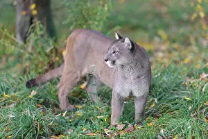 A male cougar (Puma concolor) stands in tall grass in a forest