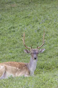 Male deer at Deer camp Jelenov Greben in Olimje Podcetrtek in East Slovenia