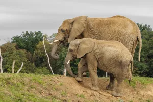 A male elephant calf (Loxodonta africana) digs for minerals with its trunk