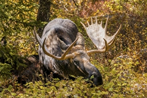 Male Elk (Alces alces) stands in dense bushes in the forest and eats
