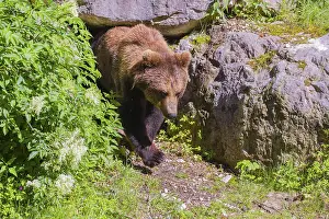 A male Eurasian brown bear (Ursus arctos arctos) leaves his den under an elderberry bush