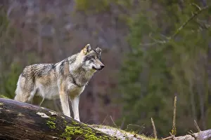 A male Eurasian gray wolf (Canis lupus lupus)