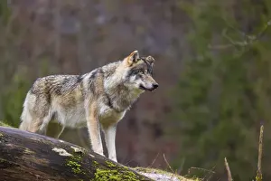 A male Eurasian gray wolf (Canis lupus lupus)