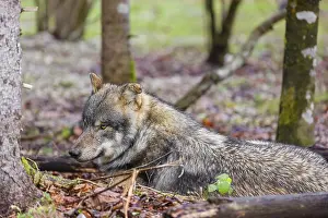 A male eurasian gray wolf (Canis lupus lupus) rests in a forest
