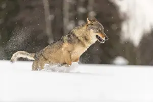 One male eurasian gray wolf (Canis lupus lupus) running thru deep snow with a forest in the background