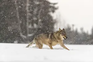 One male eurasian gray wolf (Canis lupus lupus) running thru deep snow during snow fall