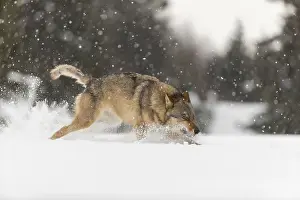 One male eurasian gray wolf (Canis lupus lupus) running thru deep snow during snow fall