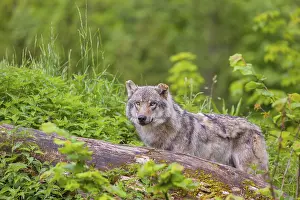 A male Eurasian gray wolf (Canis lupus lupus) stands on a hill
