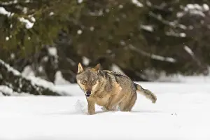 One male eurasian gray wolf (Canis lupus lupus) walking thru deep snow with a forest in the background