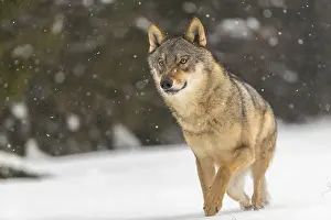 One male eurasian gray wolf (Canis lupus lupus) walking thru deep snow during snow fall