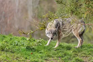 A male eurasian grey wolf (Canis lupus lupus)