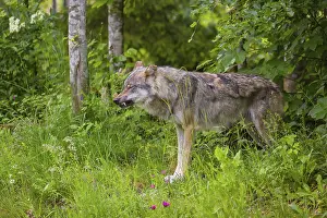 A male Eurasian grey wolf (Canis lupus lupus) stands in the dense green undergrowth at the edge of a forest