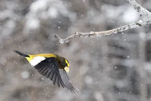 Male Evening Finch in winter flight