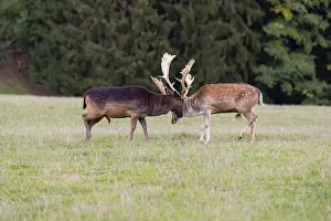 Two male fallow deer (Dama dama) come to meet each other in a meadow