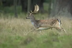 Male fallow deer (dama dama) in the run