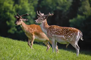 Two male fallow deer (Dama dama) stand on a meadow
