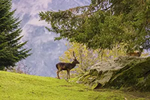 A male fallow deer (Dama dama) stands on a green meadow in the mountains