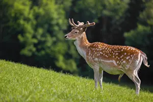 A male fallow deer (Dama dama) stands on a meadow