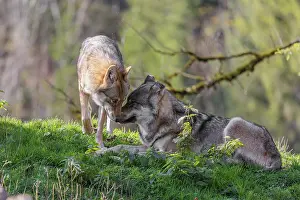 A male and a female eurasian grey wolf (Canis lupus lupus) stand on green meadow on top of a hill